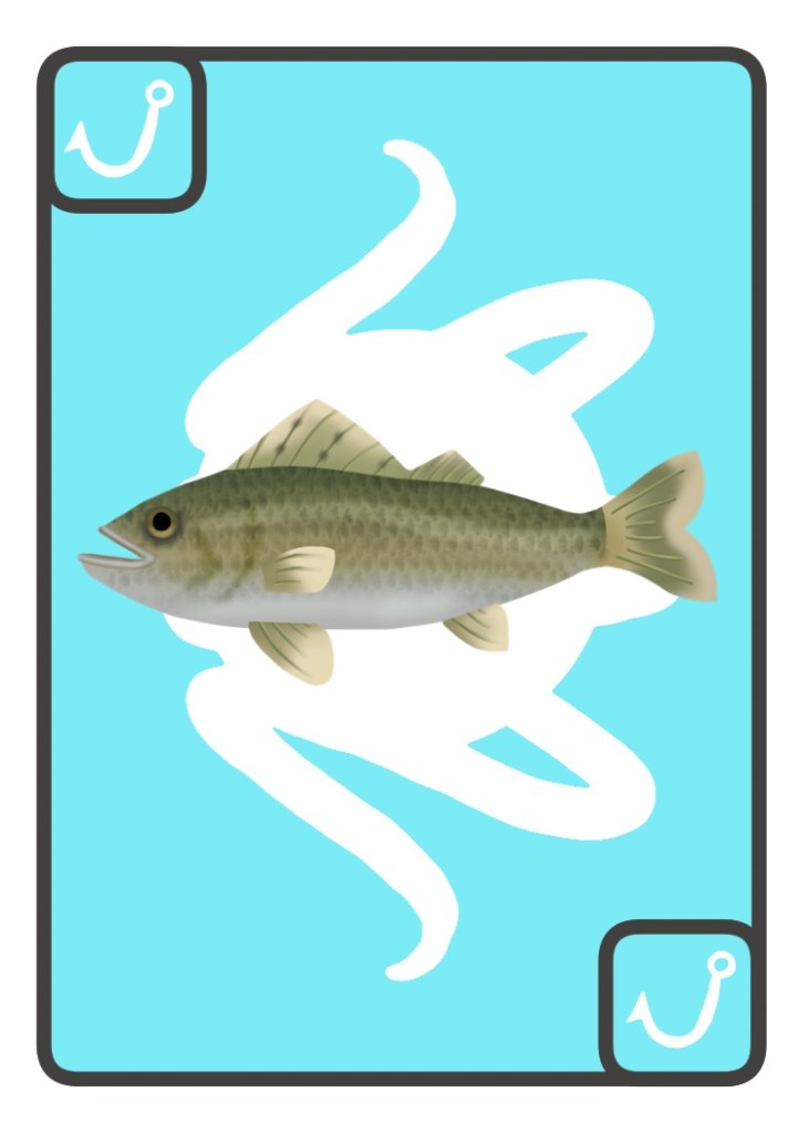 a green sea bass with a white belly