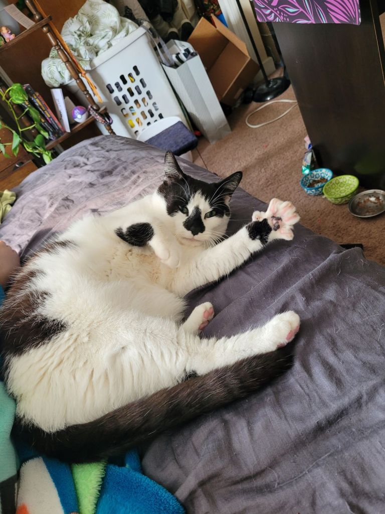 a black and white "cow" kitty is curled up on a bed and making air biscuits by stretching out her paws.